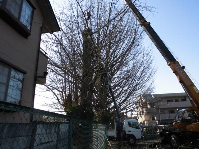 樹木の伐採